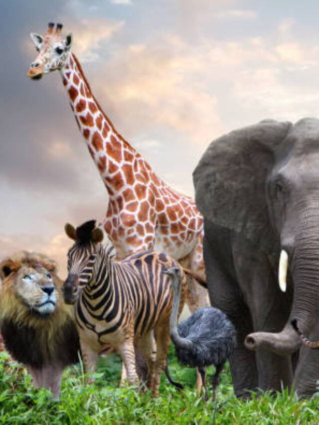 Animal that live more than 100 years