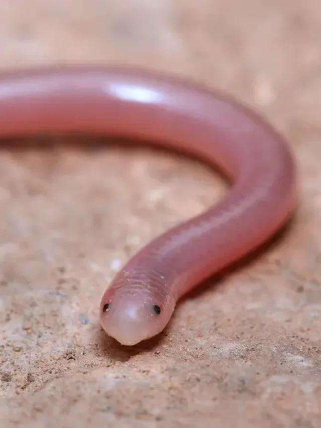 Top 10 Rarest Snakes in the World…